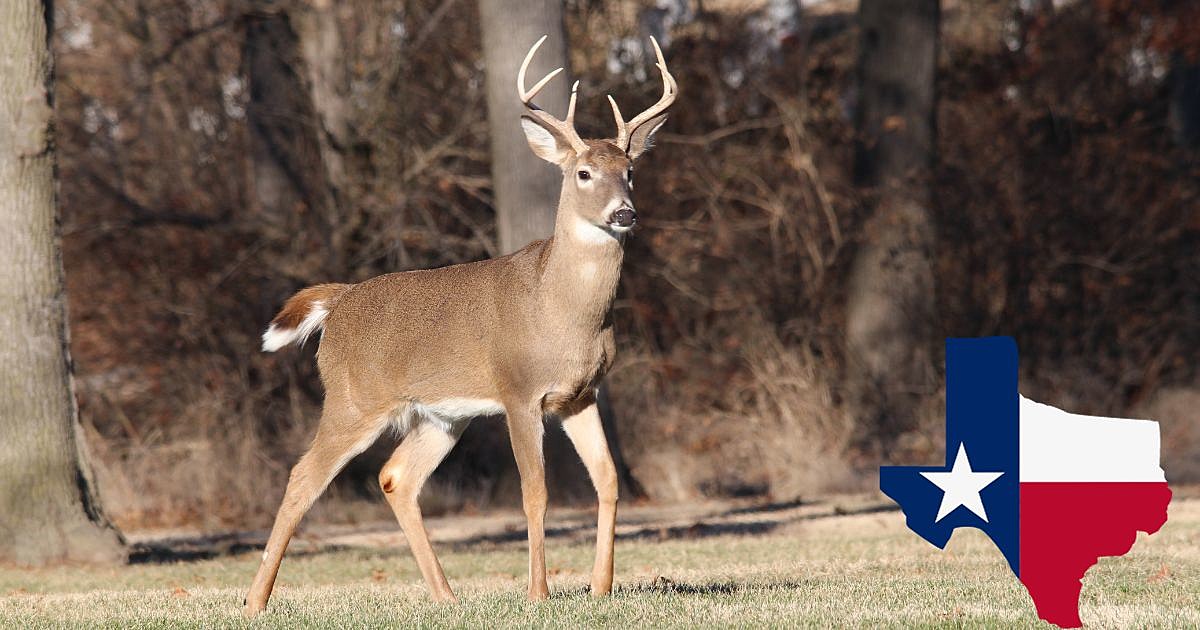 Texas, Deer Hunting Season Looks Promising For 20232024