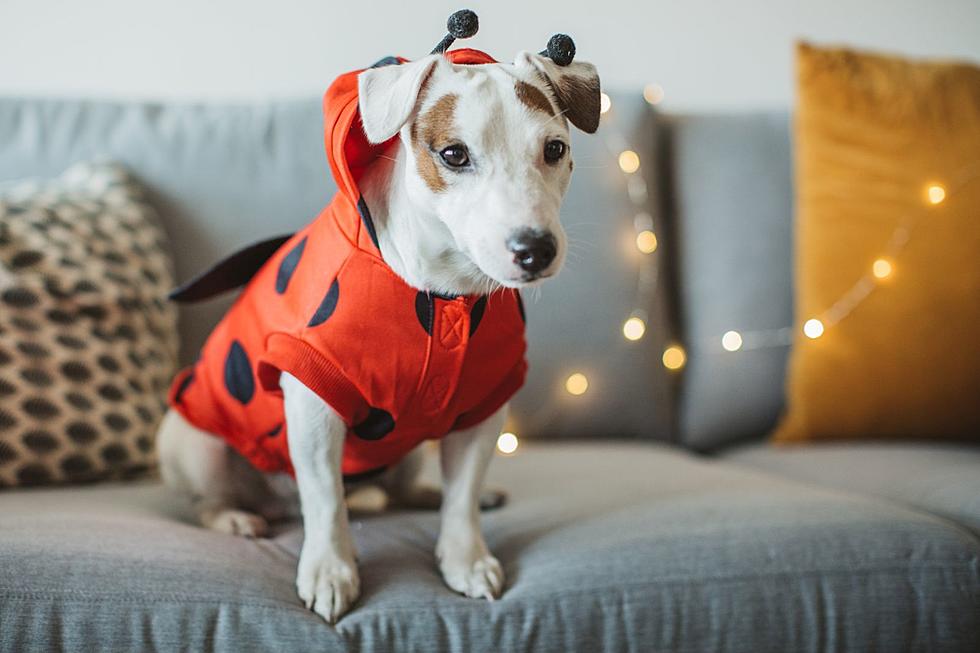 The Great Central Texas Halloween Pet Costume Contest Returns for 2023