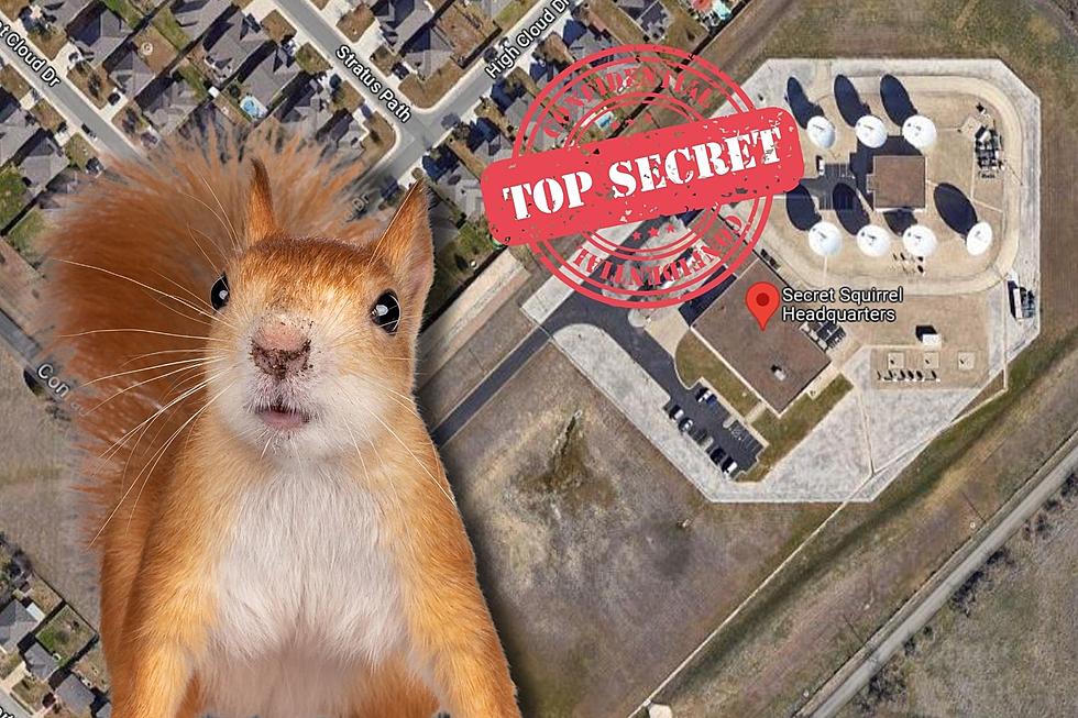 Conspiracy Nuts – What Happens In The Secret Squirrel Headquarters In New Braunfels, TX?