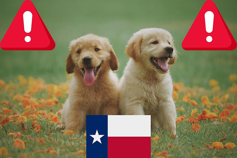 Unknown Dog Disease Could Find Its Way To Texas, Be Alert!
