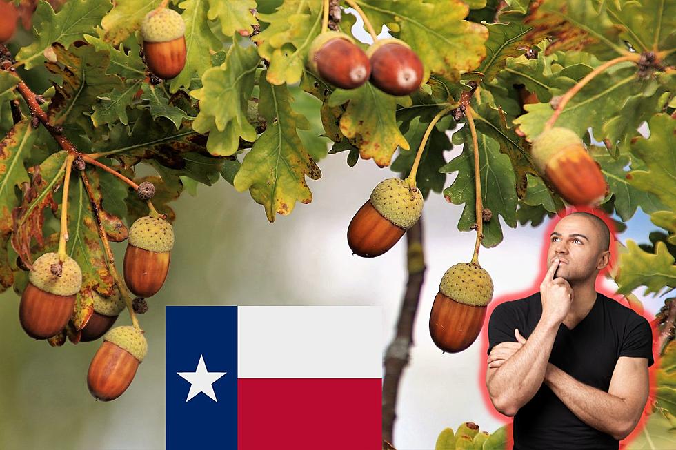 NUTS: Texas Is In A Mast Year, But What Does That Mean?