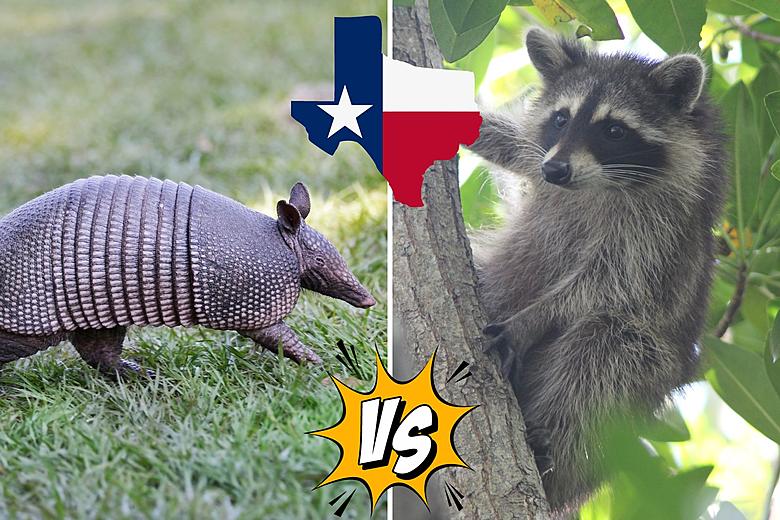 TX, Do You Wonder Who Would Win In An Armadillo And Raccoon Fight