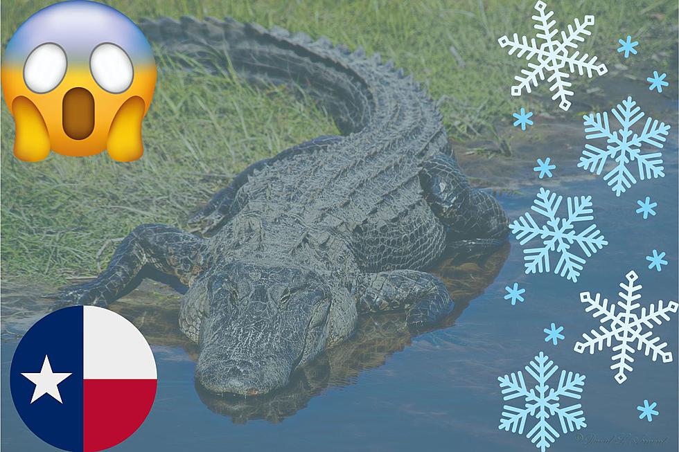 Amazing Alligator In Texas Found Frozen, But Shockingly Somehow Alive