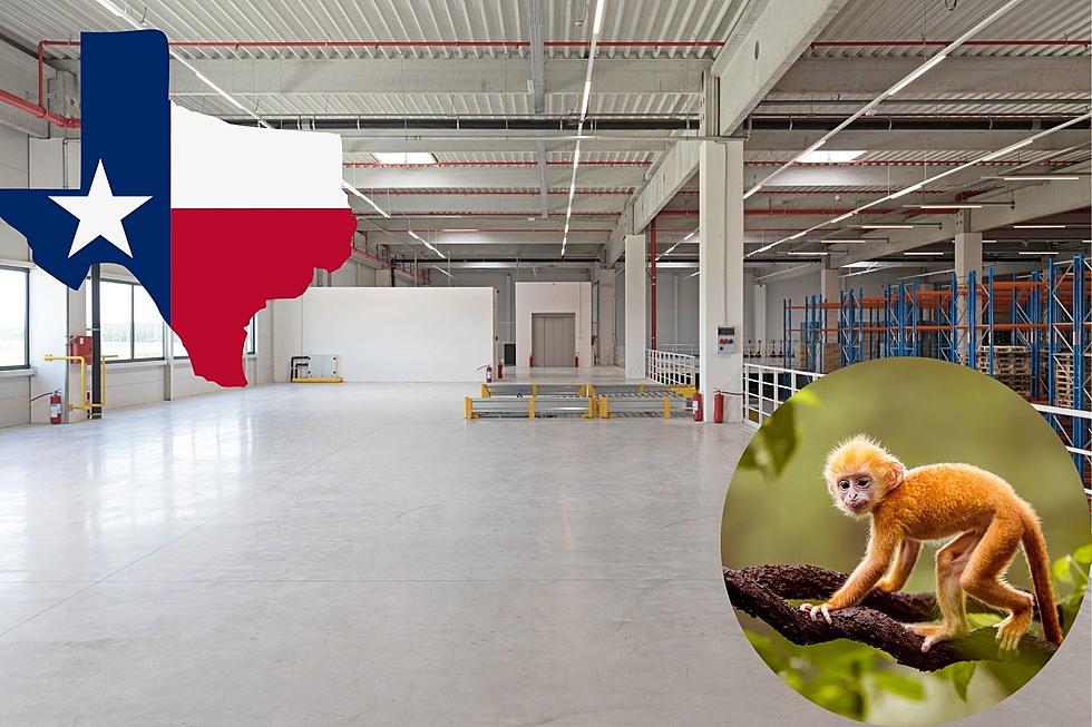 Proposed Monkey Testing Facility Is Causing Issues For Texas Residents