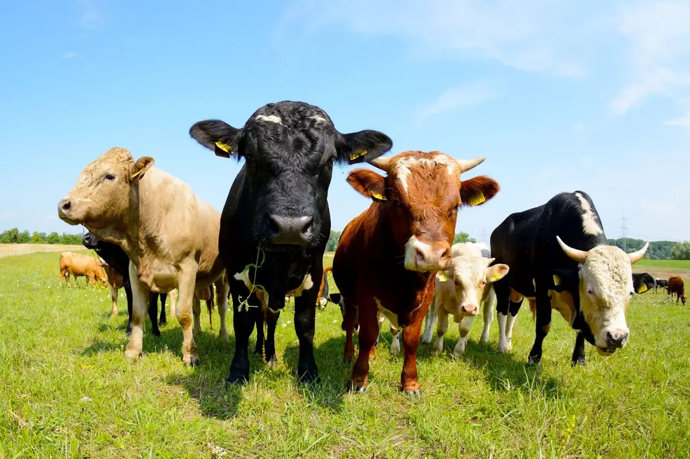 ALERT: Bird Flu Found For The First Time In Texas Cows