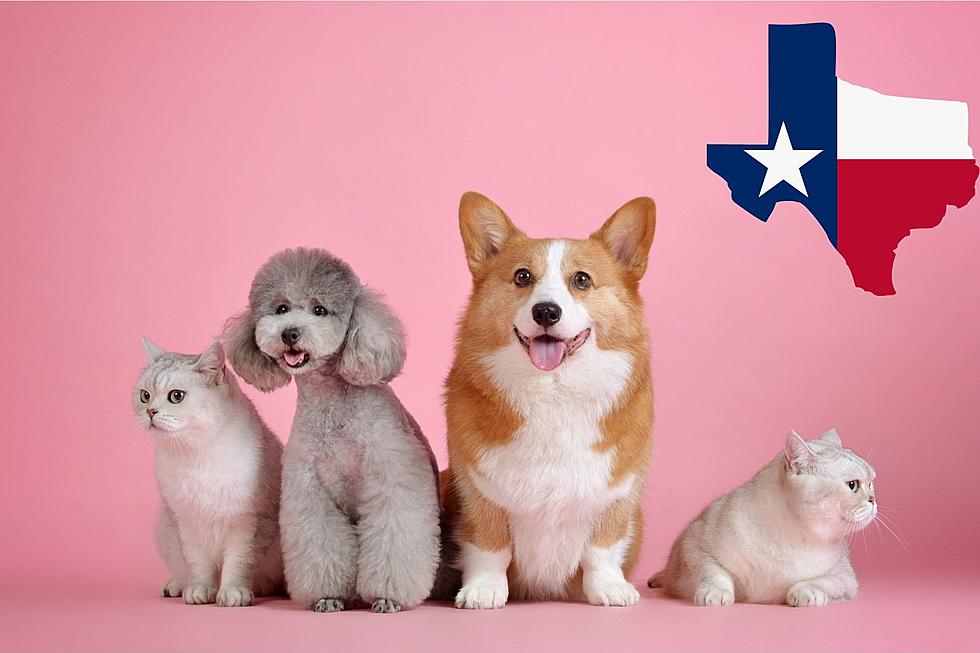 New Texas Law Looks To Deter Animal Abuse In The State