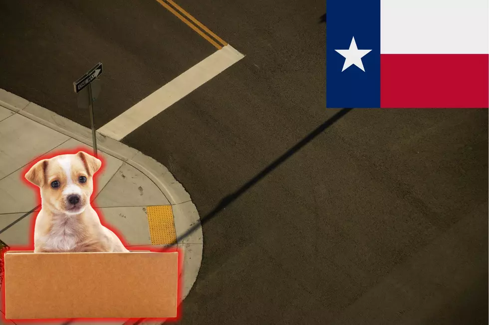 Can You Legally Sell Puppies On The Corner Of A Street In Texas?
