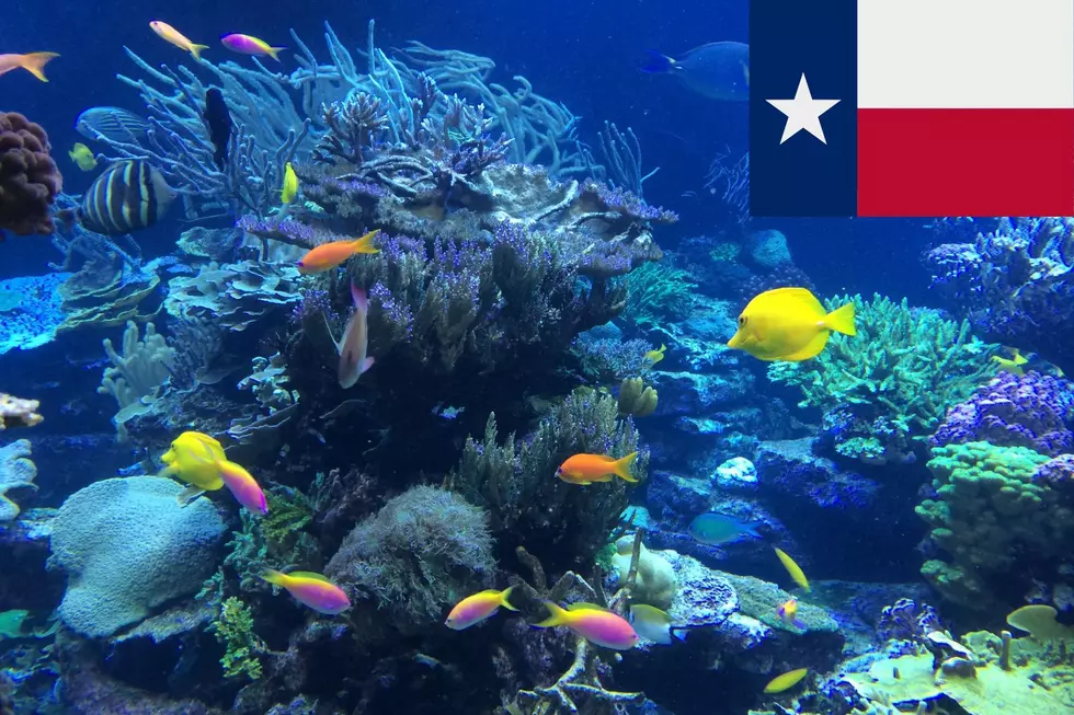 Video From Texas Shows How Even The Fish Have State Pride