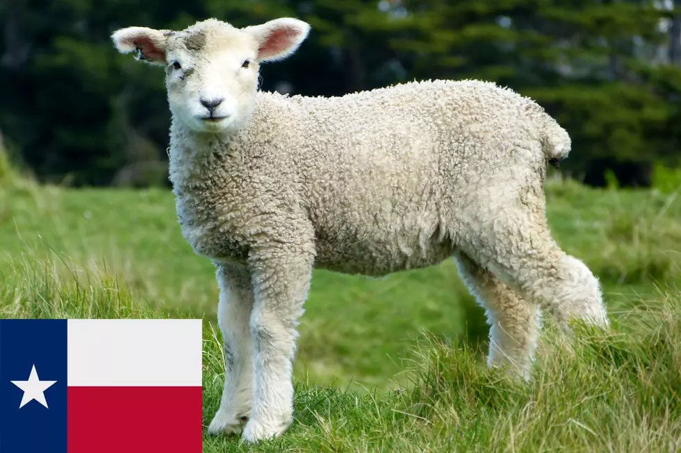 US Department Reveals Cause Of Texas Rancher’s Anthrax Case