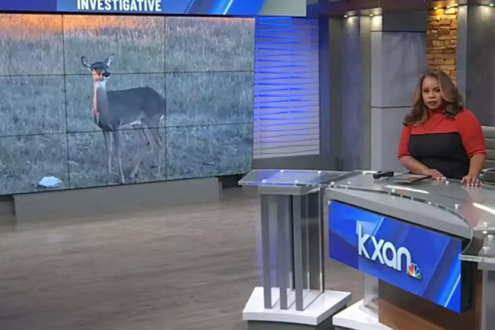 Texas Town Now Overcome With Nuisance Deer!