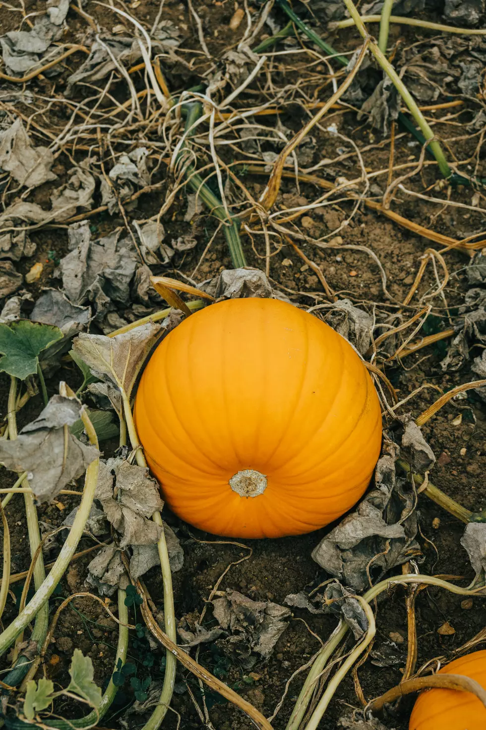 Monika Grabkowska/unsplash