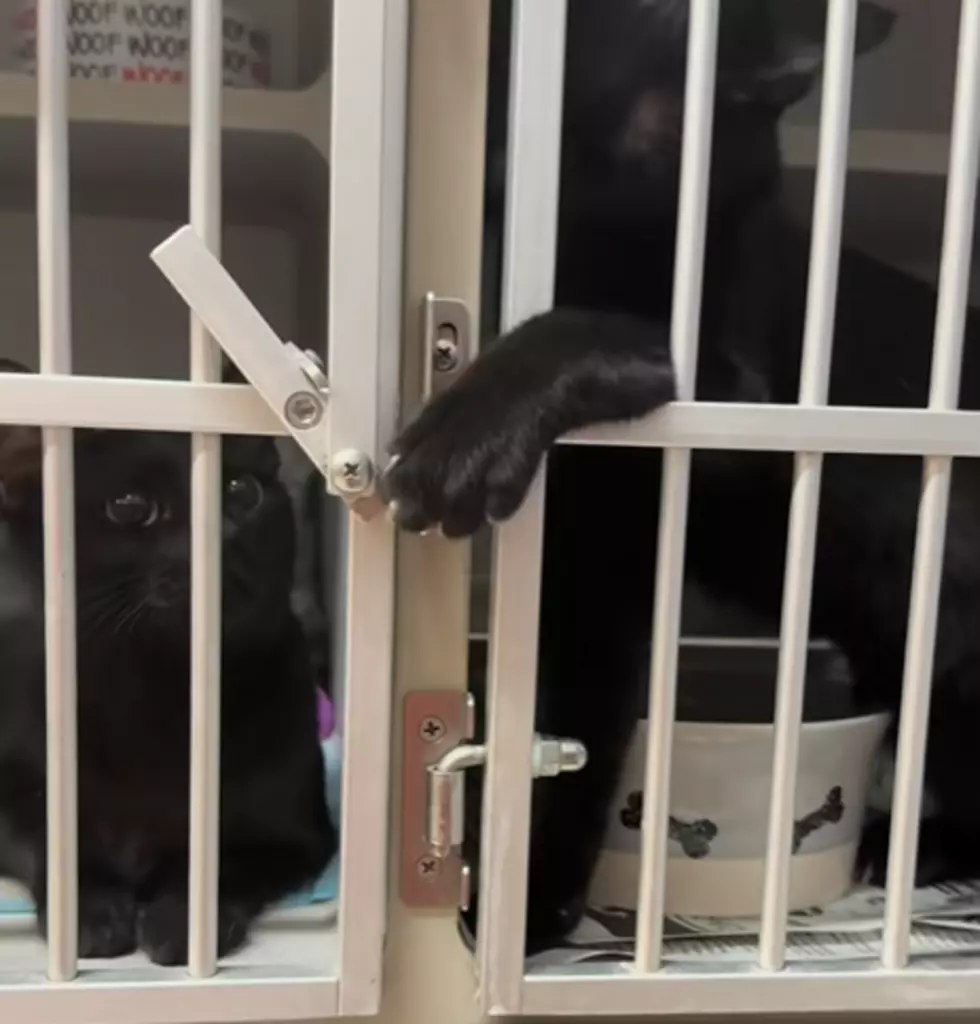 Kerrville Pets Alive/Screenshot/Facebook