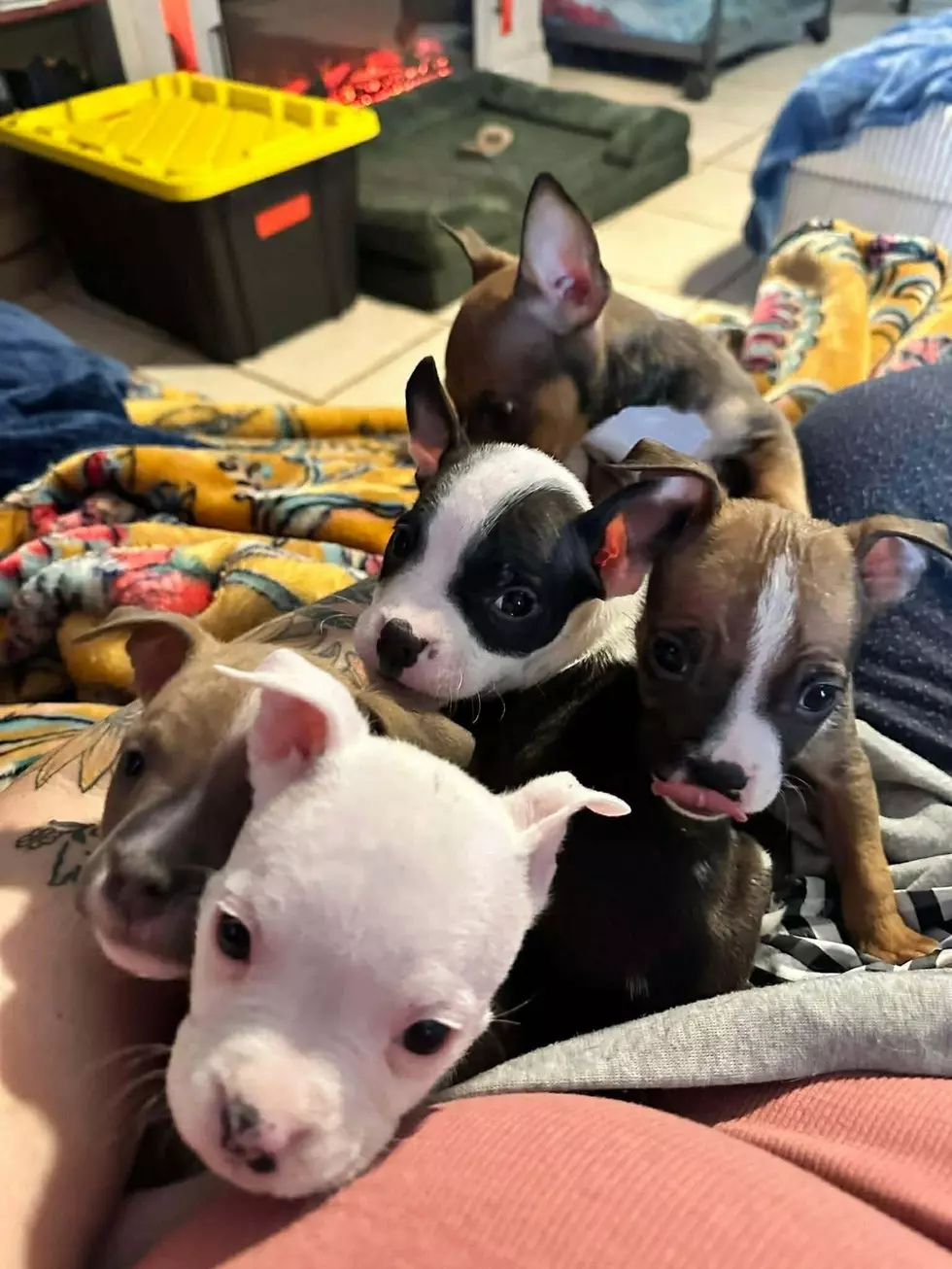 Killeen Animal Services/Facebook