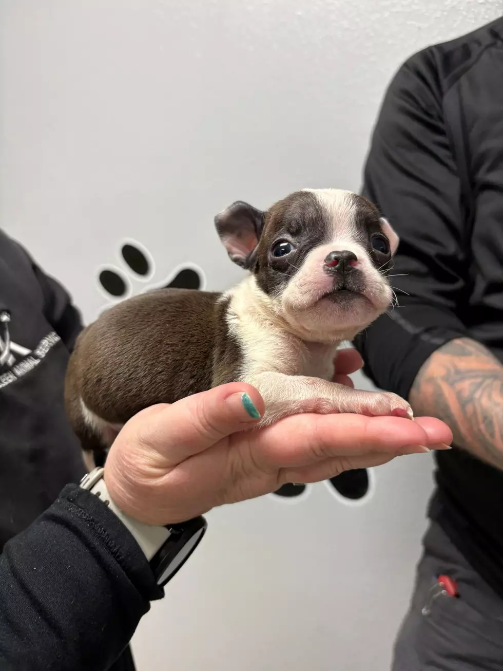 Killeen Animal Services/Facebook