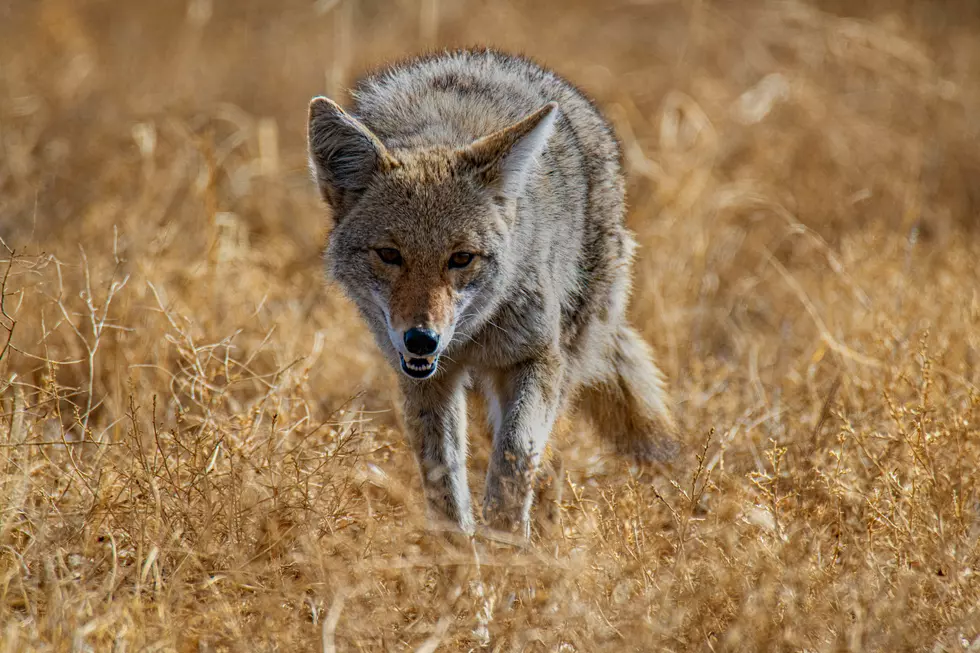 The Reason You Are Seeing More Coyotes Now During Daylight Hours In Texas
