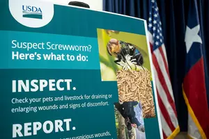 Waco Receives 32,000 Doses Of NexGard To Fight New World Screwworm Threat