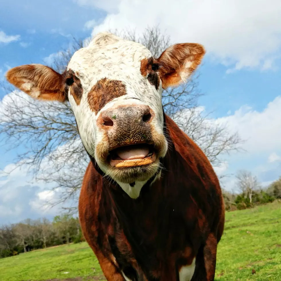 Austin Woman Bites Down On A Cow Tooth In A Taco