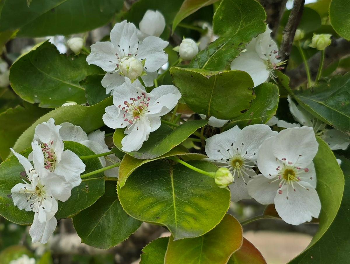 Pear Application Why Texas Pear Trees Flowered Out Of Season