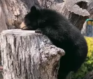Home Sweet Habitat: Baylor’s Indy and Belle Are Getting the Ultimate Bear Cave Makeover