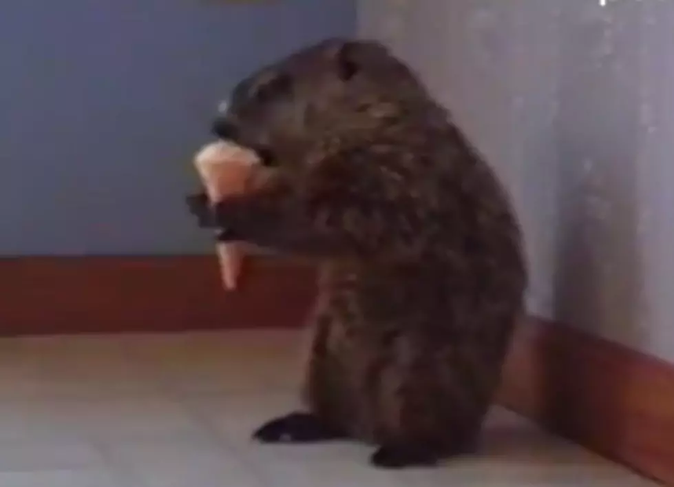 Woodchuck Eating a Ice Cream Cone – Dramatic Chipmunk