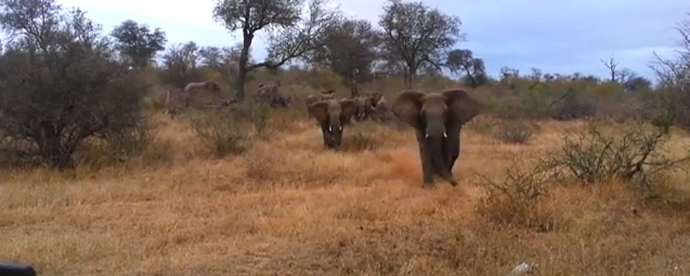 Elephant Attacks Safari Jeep [Video]