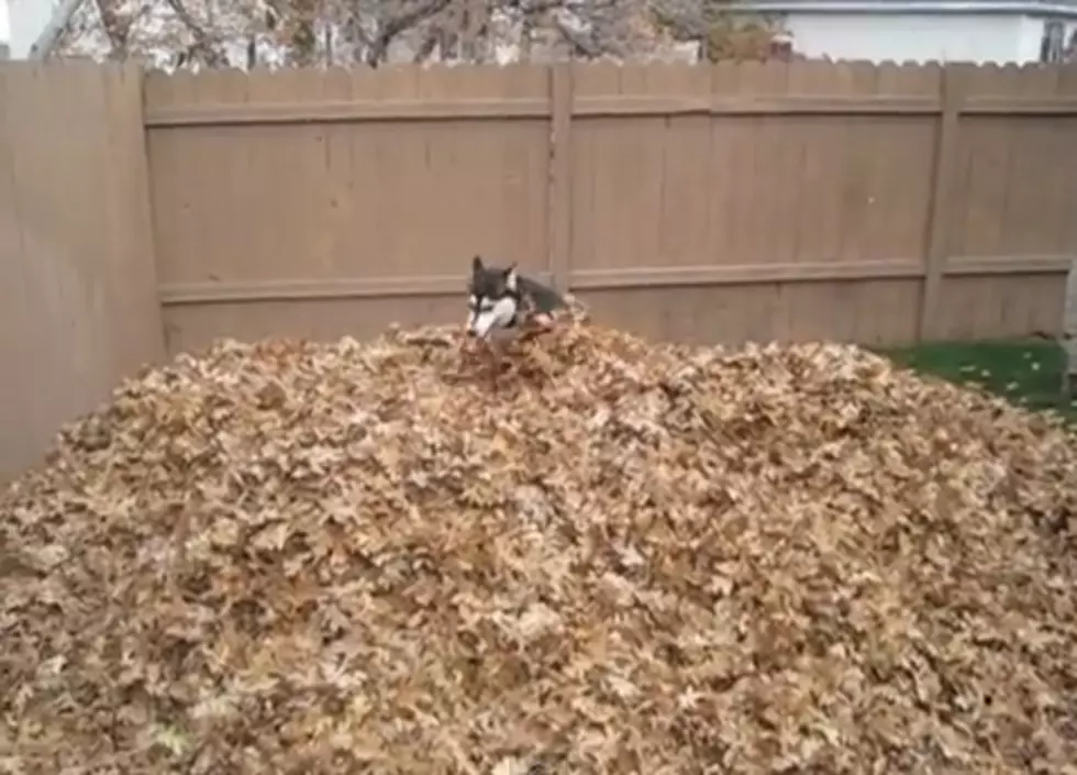 Siberian Husky Plays in a Pile of Leaves [VIDEO]