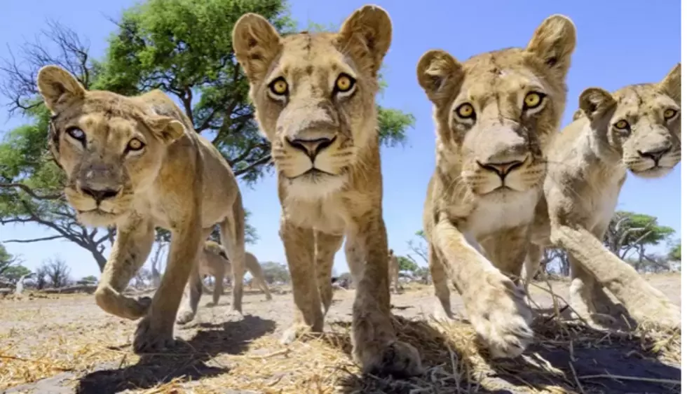 Toy Car Meets the Lions