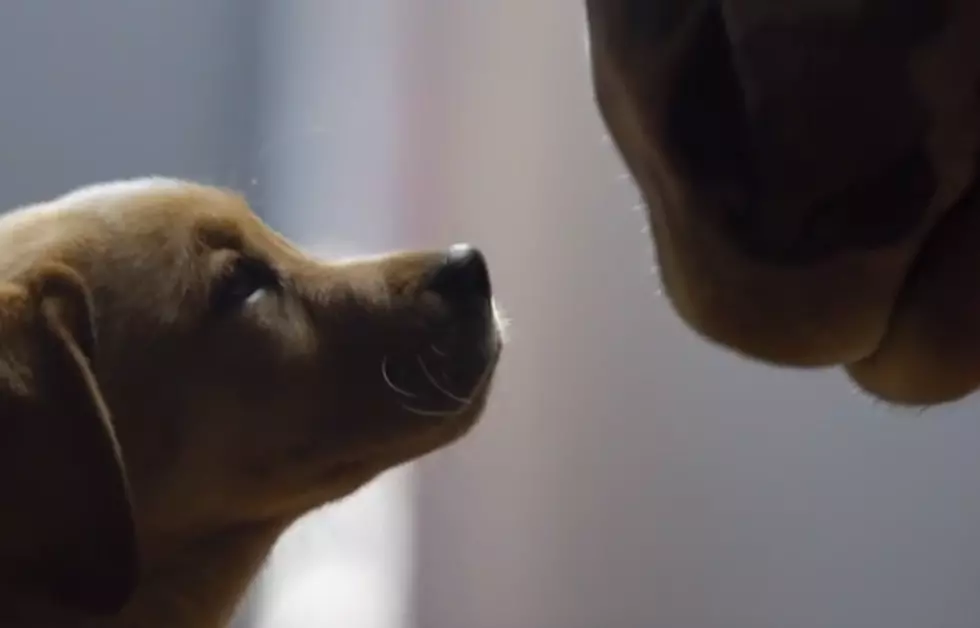 Budweiser Super Bowl Commercial Combines Puppy Love and Horse Play