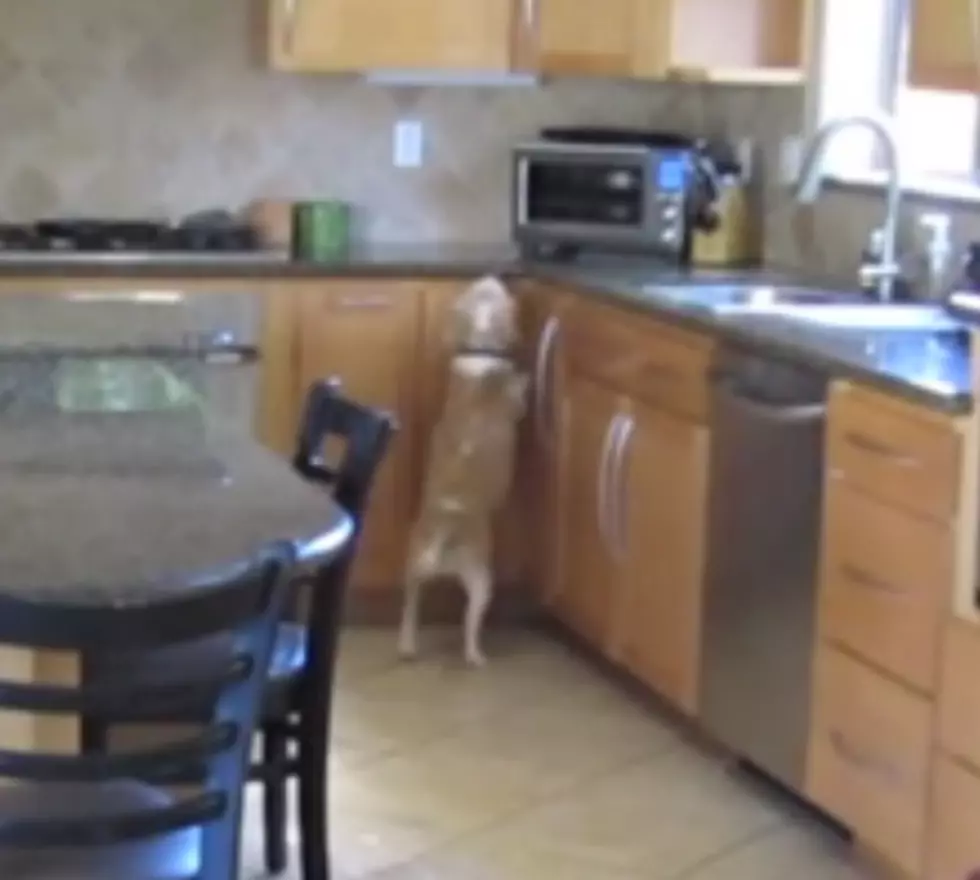 Pet Beagle,”Lucy”, Finds A Way to Steal Nuggets From Toaster Oven [VIDEO]