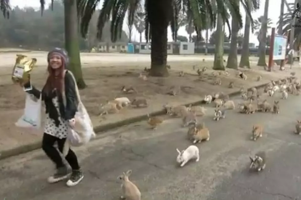 The Rabbits are Coming