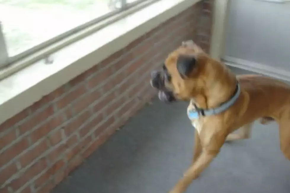 Watch This Dog Get Scared by a Leaf
