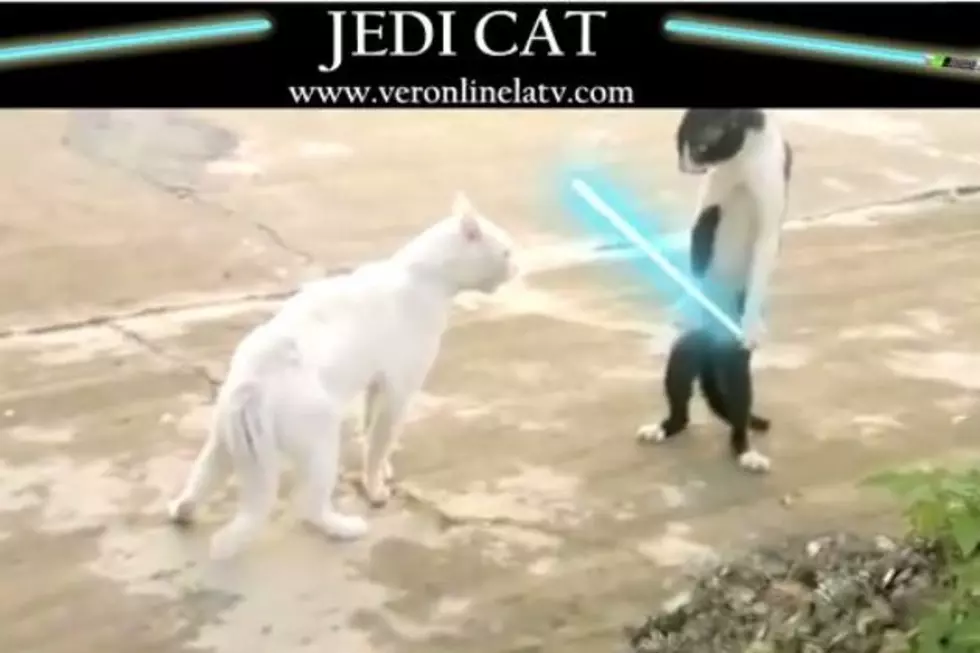 Watch Jedi Cat Defend Against the Dark Side