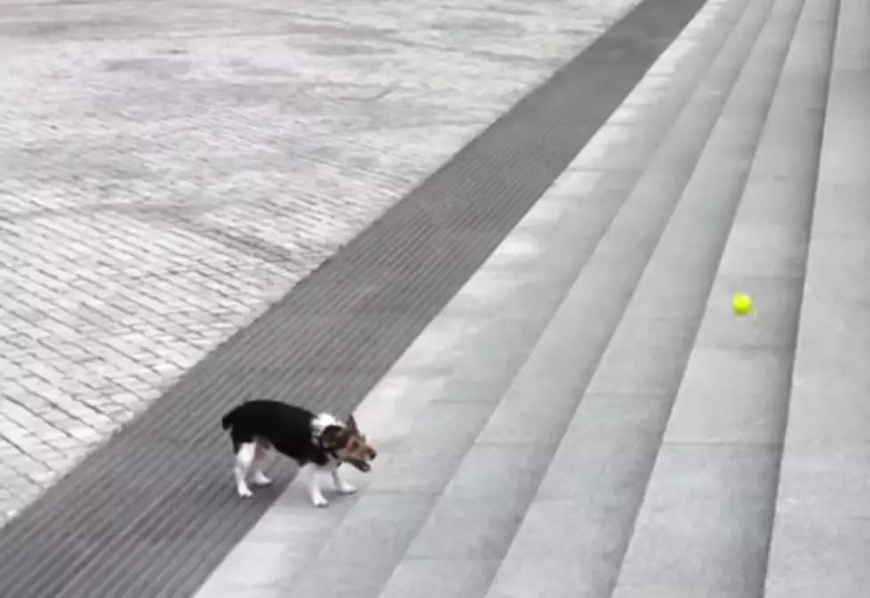 Smart Dog Plays Fetch By Himself