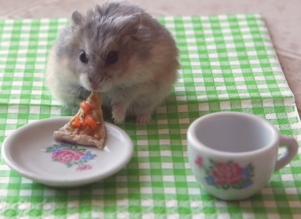 Tiny Hamster Enjoys a Slice of Tiny Pizza