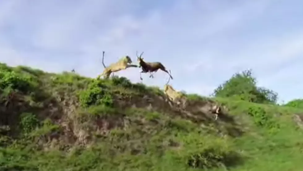 Lion Catches Antelope in Mid Air