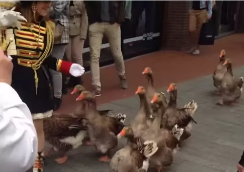Netherlands Show Off a Geese Marching Band