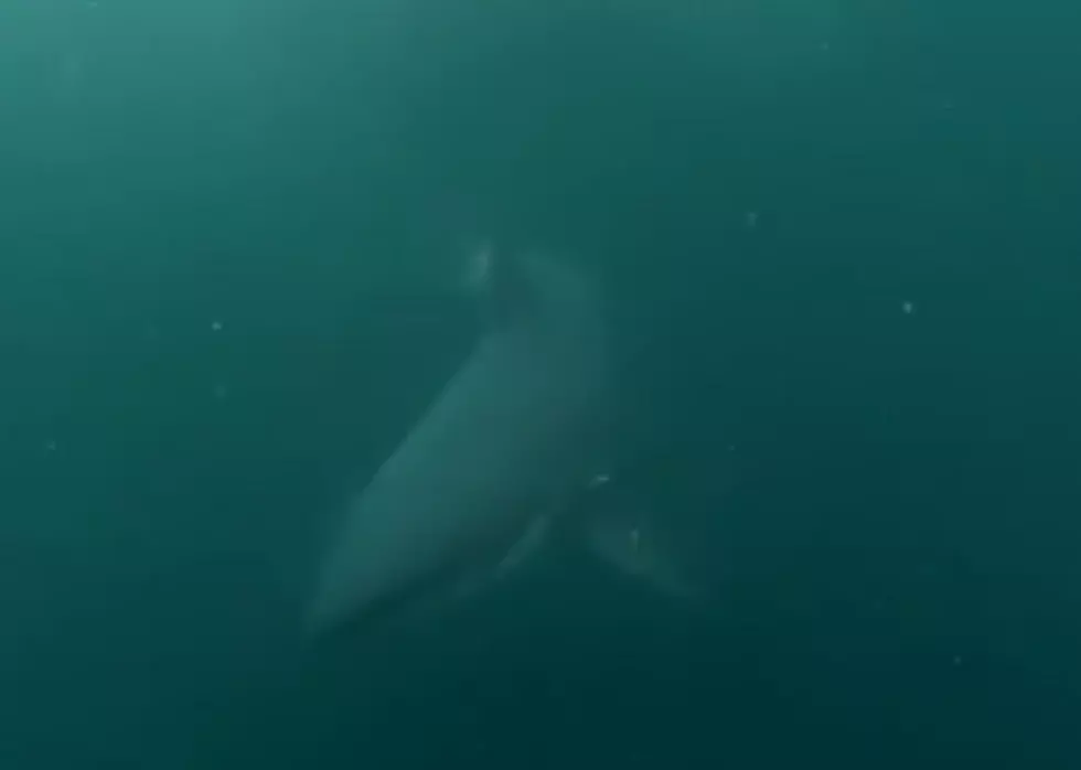 Jumping into Shark Infested Waters in Australia, Man Finds Shark