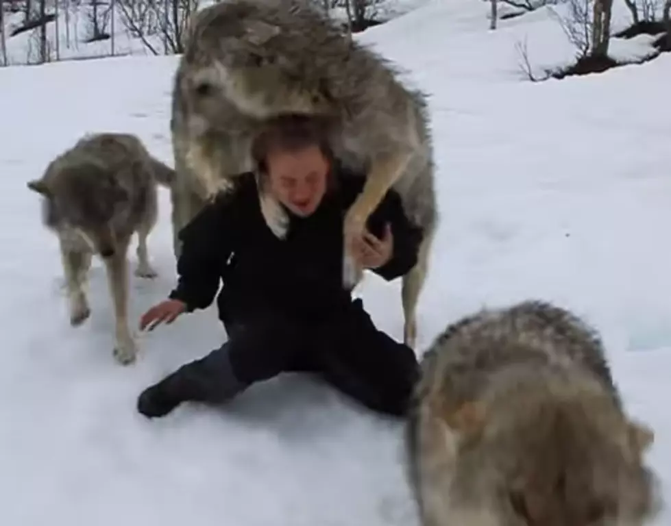 Wolf Attack on a Game Keeper is Not as Bad as it Sounds