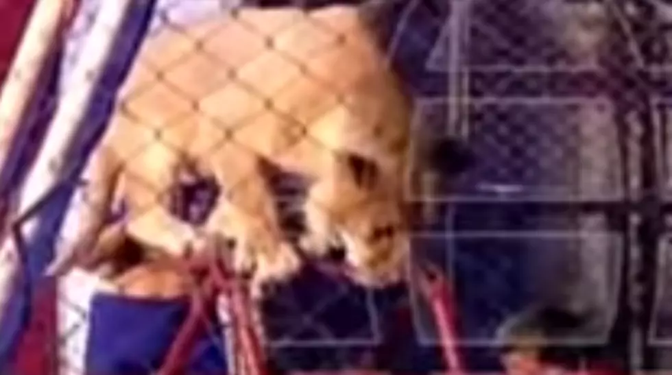 Lion Attacks School Teacher in Front of Students at Circus in Peru