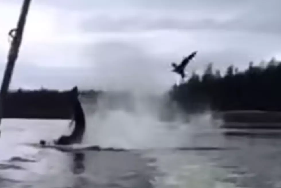 Killer Whale Launches a Sea Lion 20 Feet Into the Air With It’s Tail