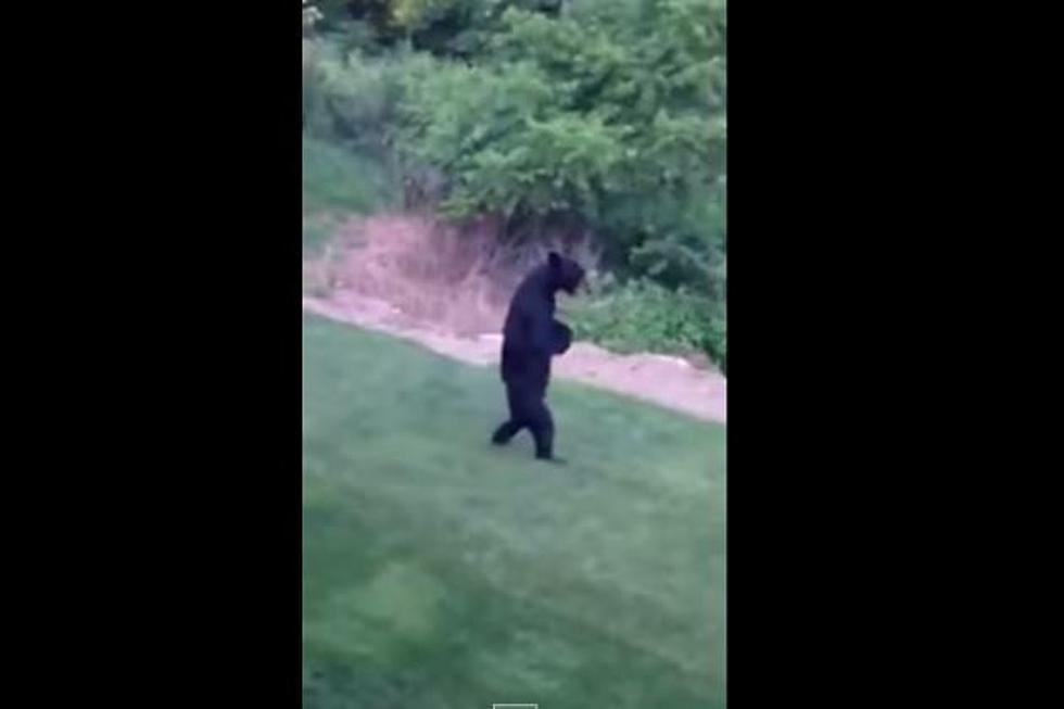 Bear Walks on Two Legs Like a Human