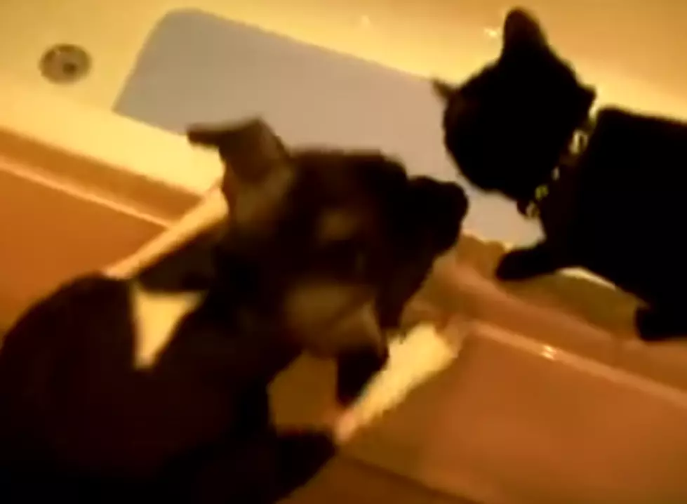 Dog Pushes Cat into Tub Just for Fun