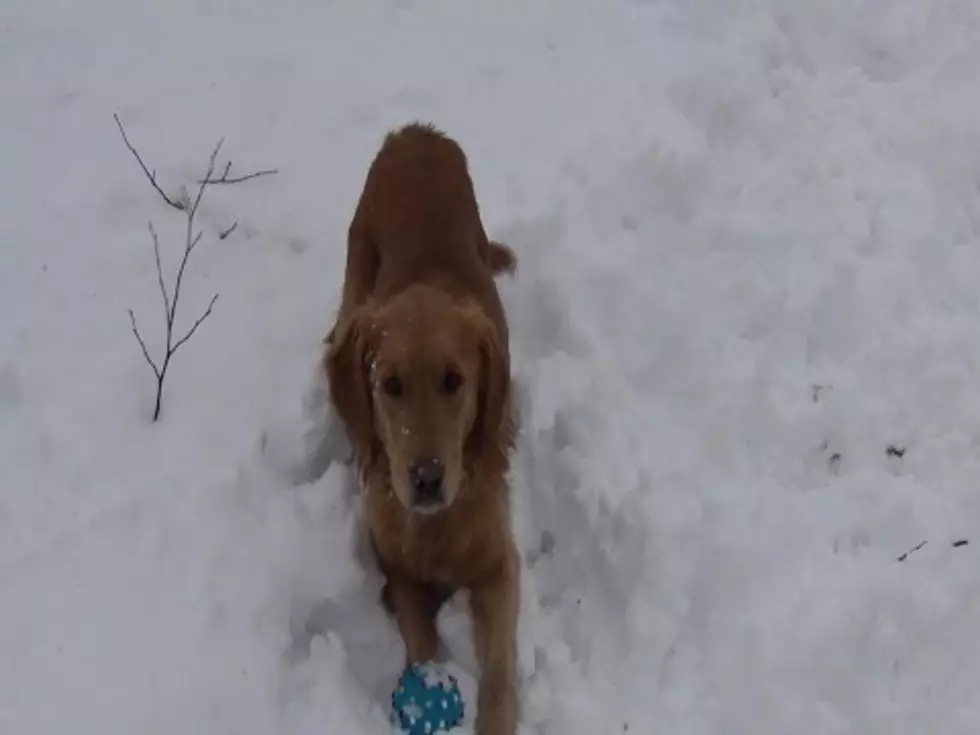 Dog Getting Confused By Squeaky Toy Will Make Your Day