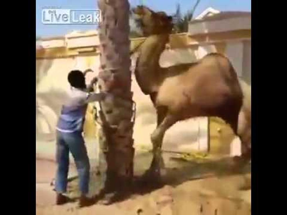Camel Gets Revenge