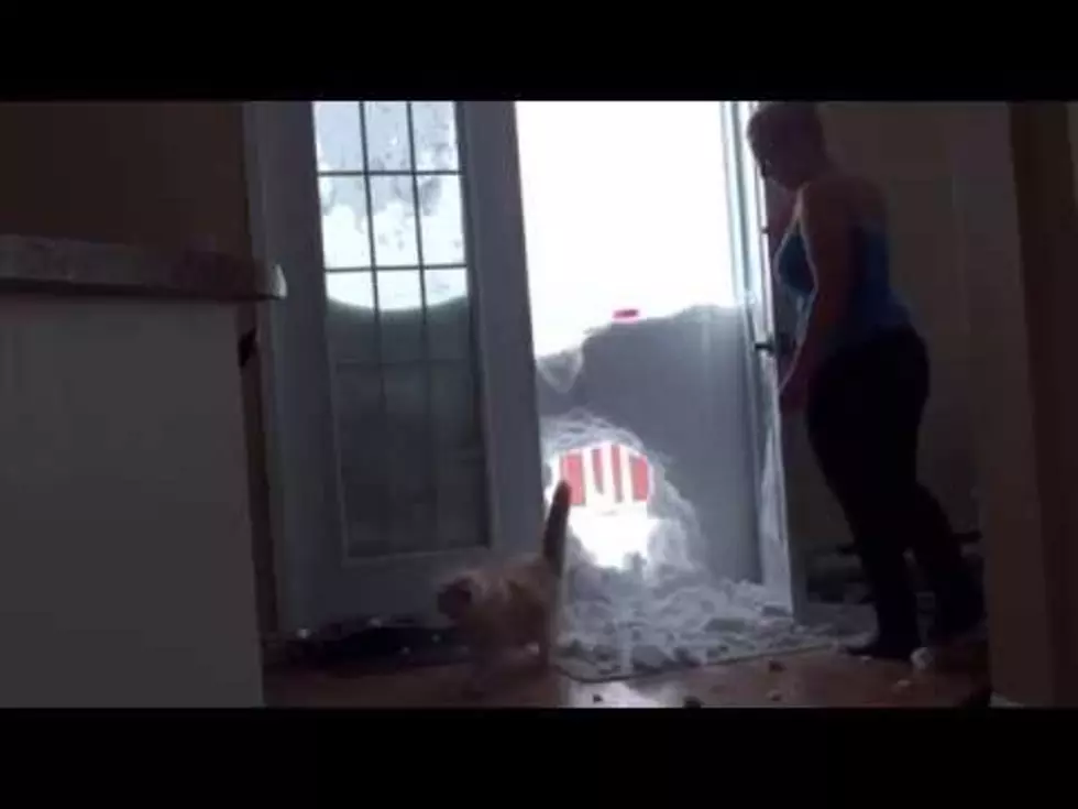 Cat Jumps Through Snow Bank