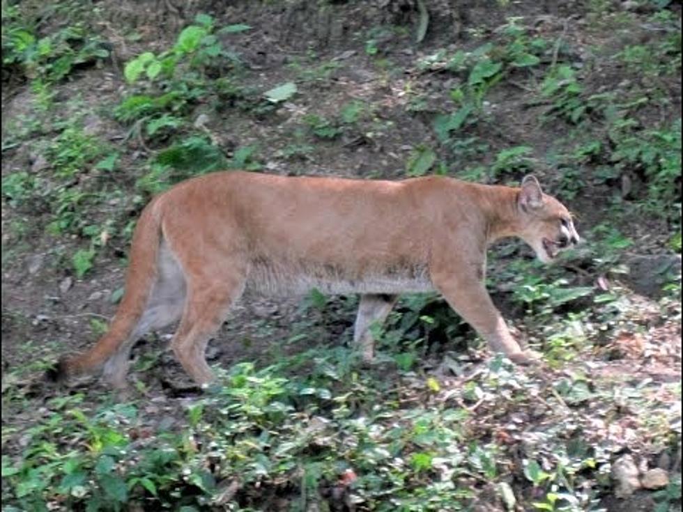 Eastern Puma Has Been Removed From Endangered Species List