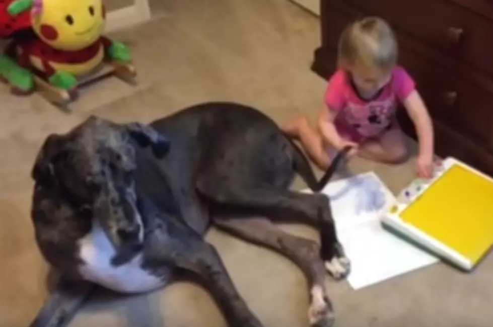 Baby Paints With Dog’s Tail Proving Dogs Are The Best