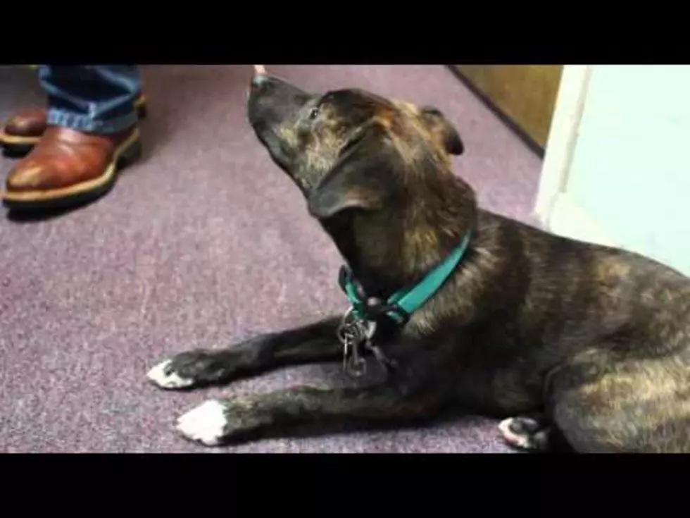 Ever seen an Italian Greyhound? Meet Buddy