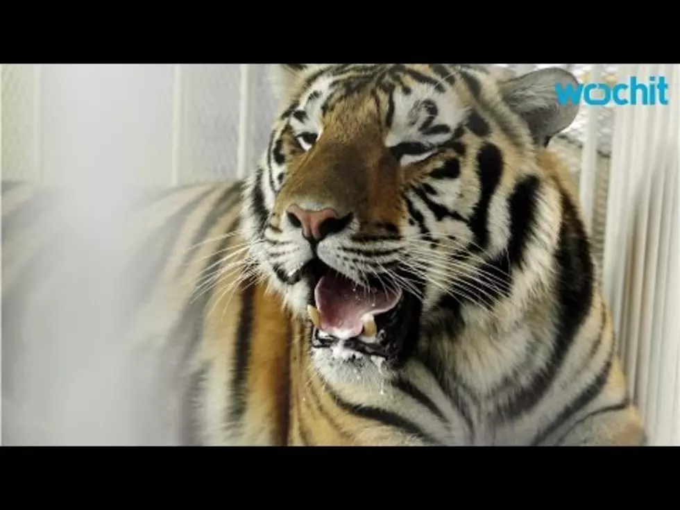 LSU Mascot Diagnosed with Cancer