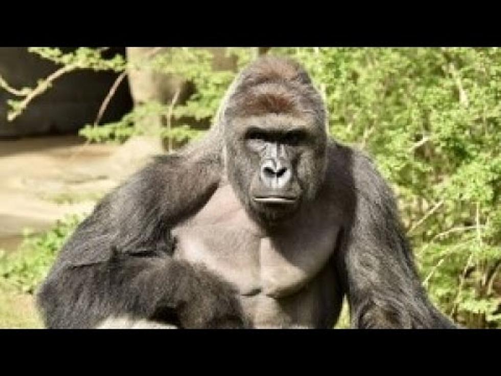 Texas Connection in Gorilla Incident